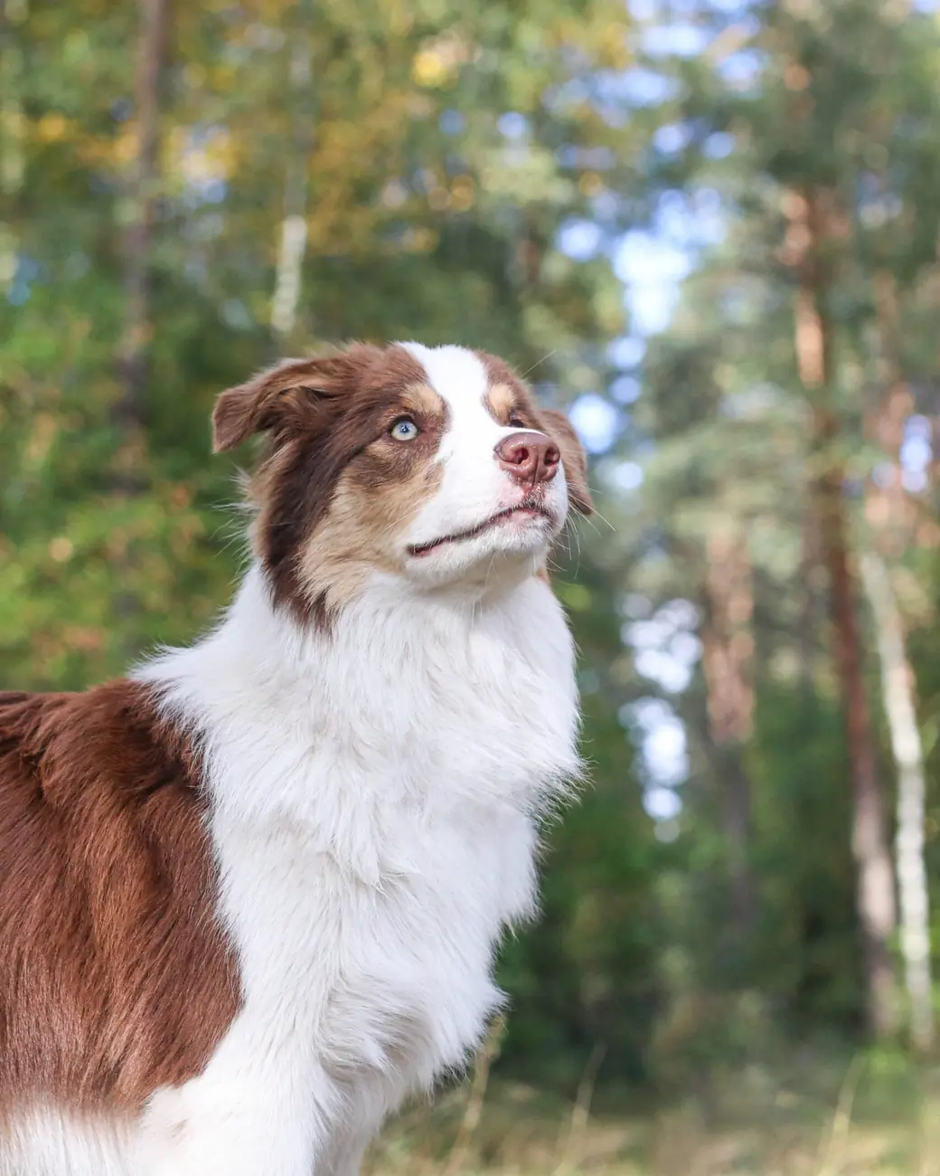 Border collie stojący w lesie