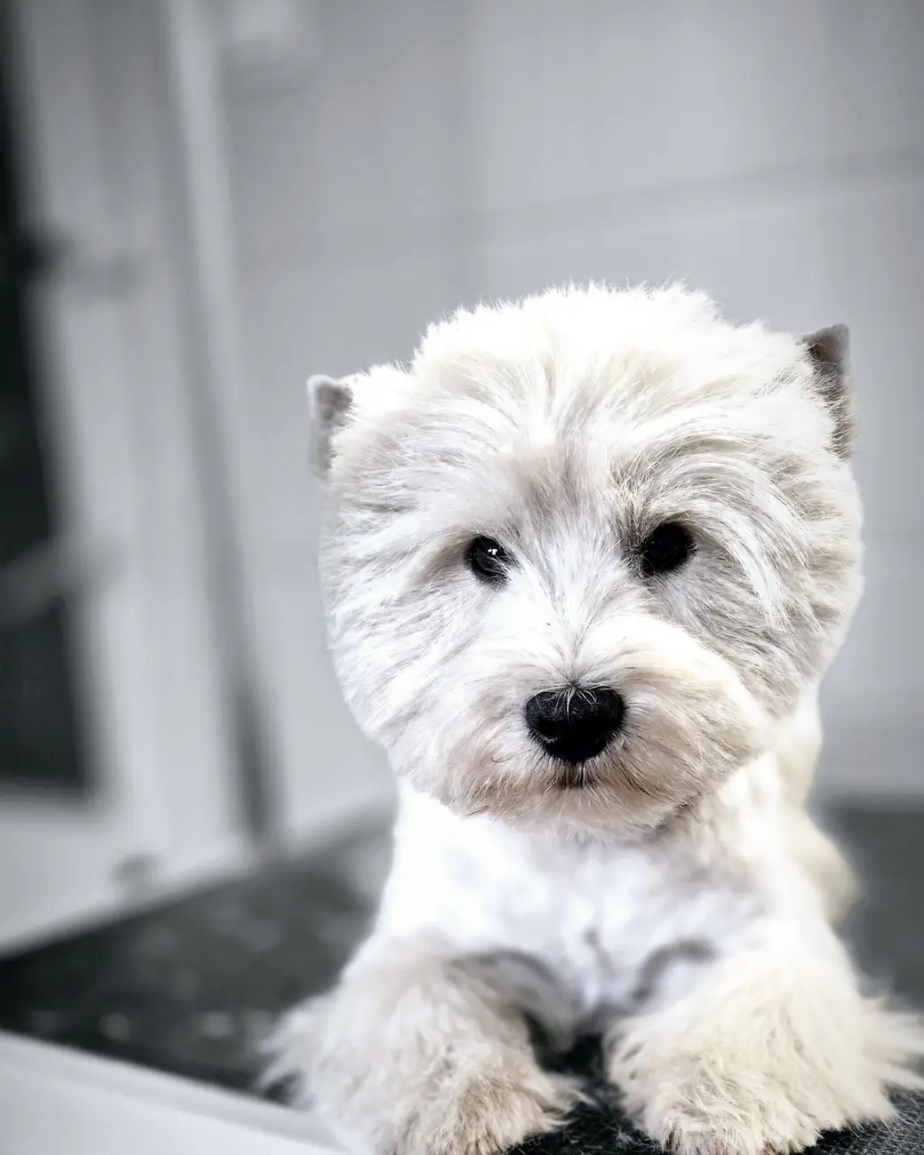 West Highland White Terrier – portret