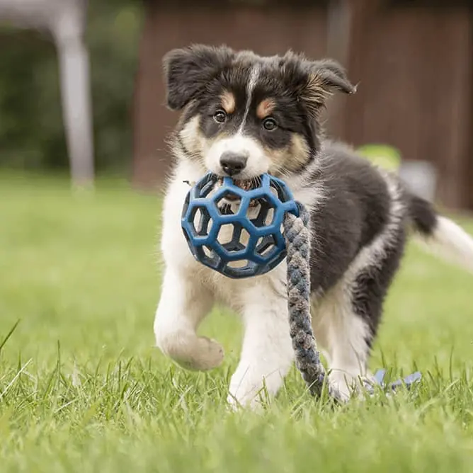 Szczenię border collie z zabawką